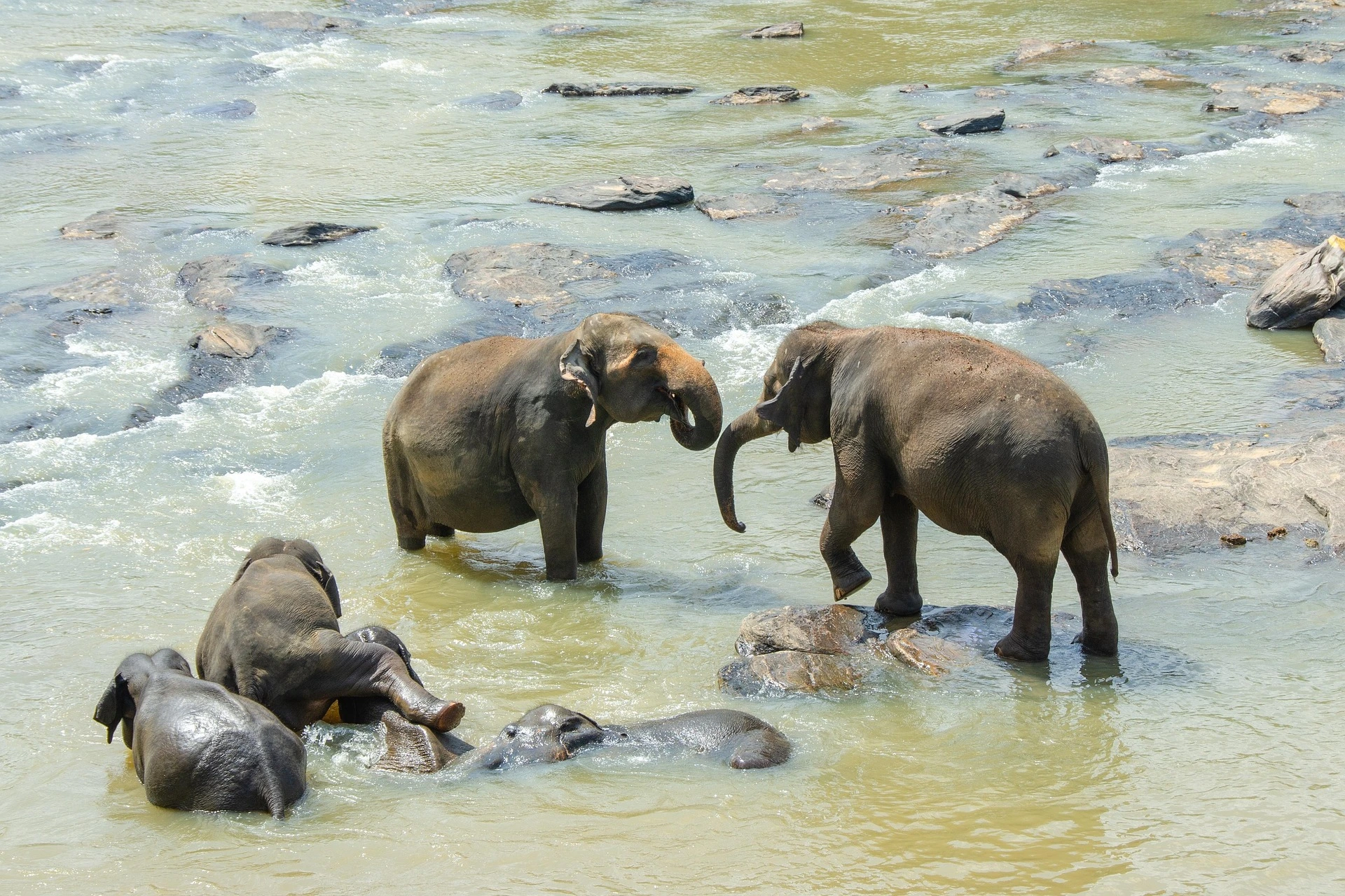 Vibrant Sri Lankan landscape with lush green mountains and a tea plantation